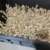 马玲蔬菜种植有限公司的一亩田店铺