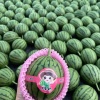 山东潍坊众合农业瓜果蔬菜的一亩田店铺