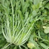 亳州市谯城区王振标种植合作社的一亩田店铺