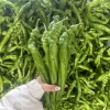 凯文蔬菜种植基地的一亩田店铺