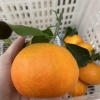 赵豪的一亩田店铺