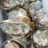 湛江强盛蚝业的一亩田店铺