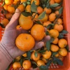 小李鲜果产地代办的一亩田店铺