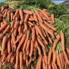 开封星辰果蔬基地的一亩田店铺