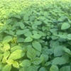花都野菜农场的一亩田店铺