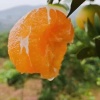 小向的果农家园的一亩田店铺