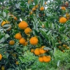 小红帽果蔬的一亩田店铺