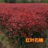 咸宁桂花之乡汇友苗木的一亩田店铺