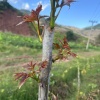墨江商远现代农业种植基地的一亩田店铺