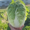 海安明盛蔬菜基地的一亩田店铺