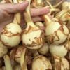 好未来果蔬种植实力代办的一亩田店铺