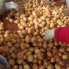滕州李玉土豆加工蔬菜批发的一亩田店铺