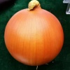 多多蔬菜代办的一亩田店铺