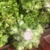 游客6436的一亩田店铺