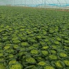 锋泰种植专业合作社的一亩田店铺