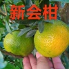 何引球的一亩田店铺