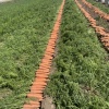 寿光市新兴蔬菜销售处的一亩田店铺