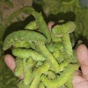 荟锦豆丹的一亩田店铺