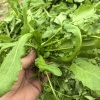 杨振坤的一亩田店铺