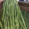 杨西瑶的一亩田店铺