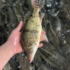 常德三滴水水产的一亩田店铺
