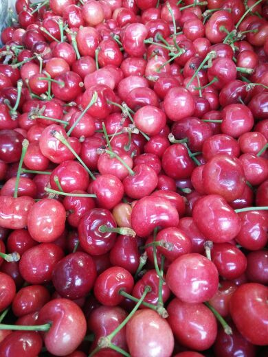 江苏徐州市邳州市8424西瓜 5斤打底 9成熟 2茬