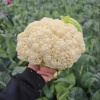 绿源蔬菜供应链的一亩田店铺