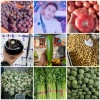 聊城小李蔬菜瓜果实力代收的一亩田店铺