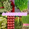 河北新联精品叶菜供应的一亩田店铺