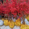王周节的一亩田店铺