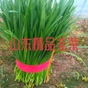 聊城市益民蔬菜种植基地的一亩田店铺