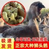 苏汇家禽的一亩田店铺