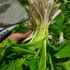 宝兴县灵关镇纯野生山货的一亩田店铺