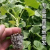 腾云种苗基地的一亩田店铺