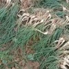 小周蔬菜产地批发的一亩田店铺