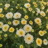 山禾农业中药材种植的一亩田店铺
