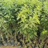 临沂苑姜苗木花卉有限公司的一亩田店铺