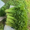 宇博香芹种植基地的一亩田店铺