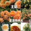 罗金元的一亩田店铺