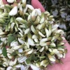 明明野菜供应链的一亩田店铺