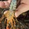 兄弟水产的一亩田店铺