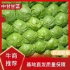 刘晴精品蔬菜的一亩田店铺