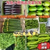 海城市名少蔬菜专业合作社的一亩田店铺
