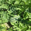泉州惠安有勤蔬菜种植基地的一亩田店铺