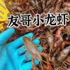 友哥小龙虾湖北养殖基地的一亩田店铺