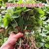 贤斌农业的一亩田店铺