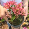 建绿花木场的一亩田店铺
