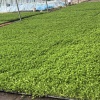惠民种植育苗基地的一亩田店铺