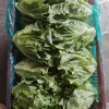 二小蔬菜基地直发的一亩田店铺