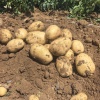 楚乡农业的一亩田店铺